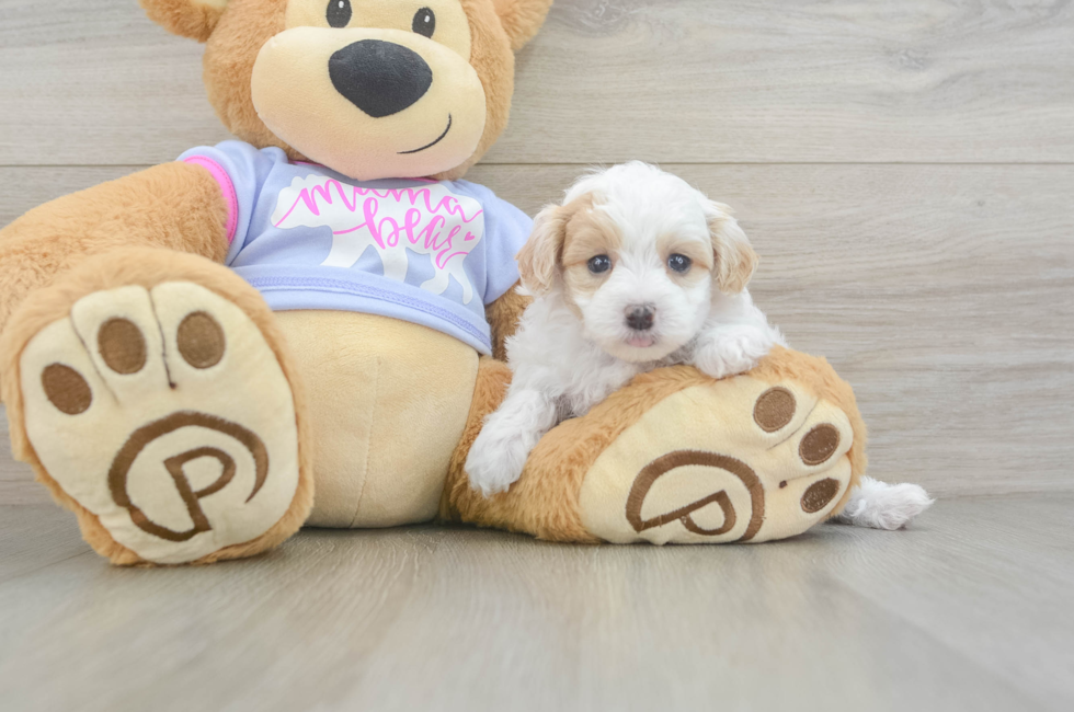 6 week old Maltipoo Puppy For Sale - Pilesgrove Pups