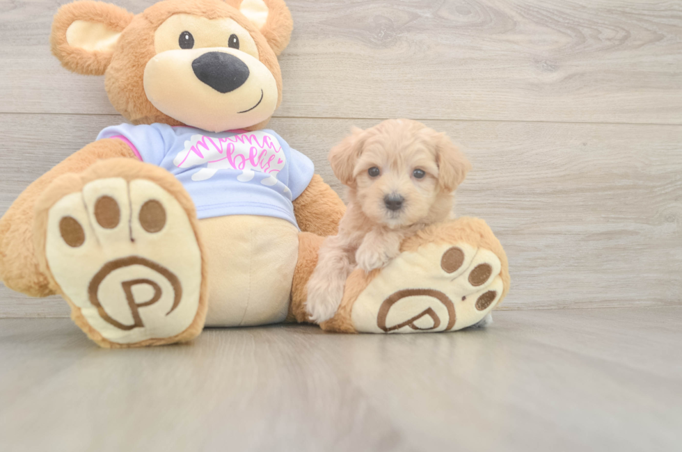 6 week old Maltipoo Puppy For Sale - Pilesgrove Pups