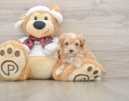 7 week old Maltipoo Puppy For Sale - Pilesgrove Pups