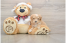 Maltipoo Puppy for Adoption