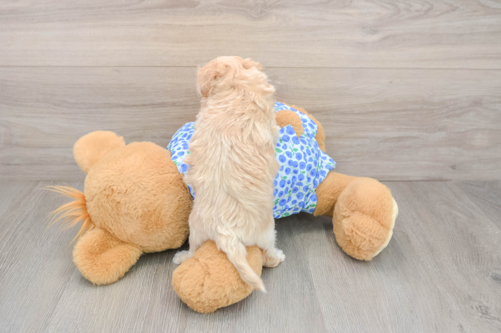 Maltipoo Pup Being Cute