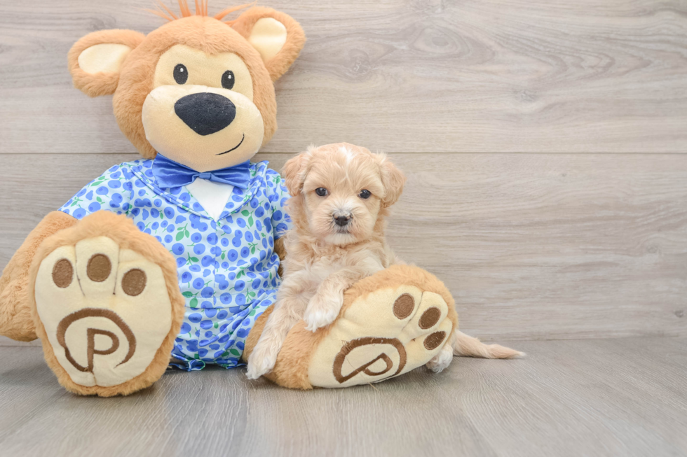 Maltipoo Pup Being Cute