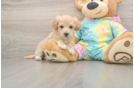 Hypoallergenic Moodle Poodle Mix Puppy