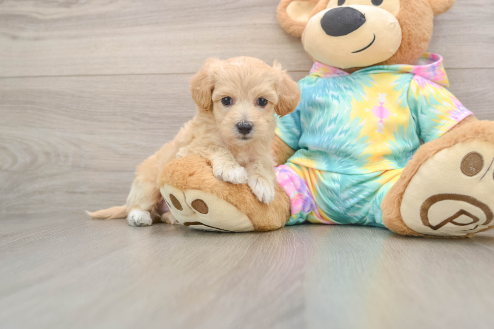 Hypoallergenic Moodle Poodle Mix Puppy