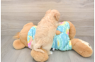 Maltipoo Puppy for Adoption