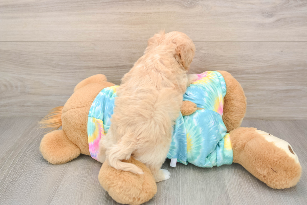 Maltipoo Puppy for Adoption