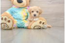 Best Maltipoo Baby