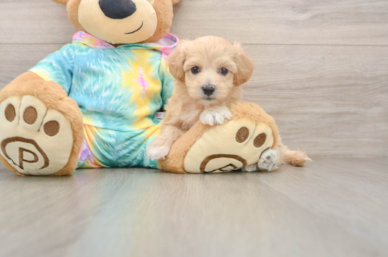 Best Maltipoo Baby