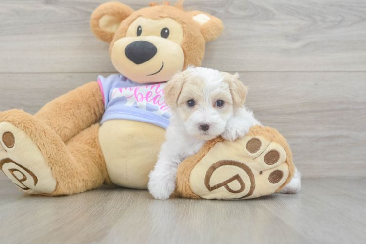 Maltipoo Puppy for Adoption