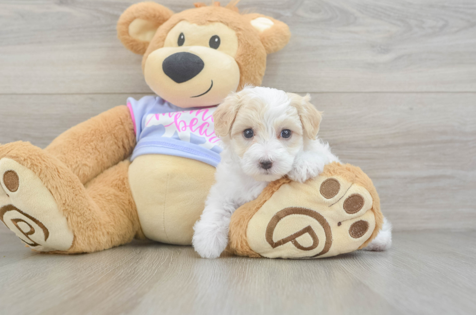6 week old Maltipoo Puppy For Sale - Pilesgrove Pups
