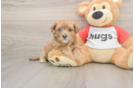 Maltipoo Pup Being Cute