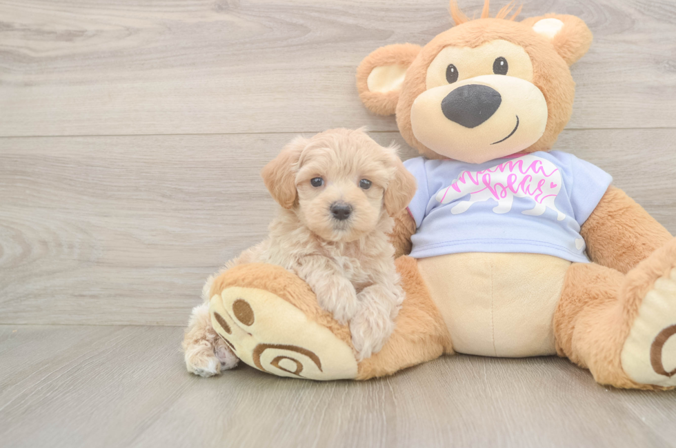 6 week old Maltipoo Puppy For Sale - Pilesgrove Pups