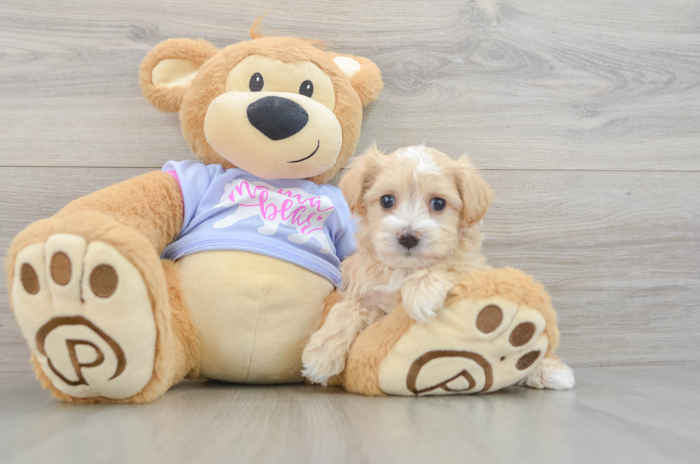 6 week old Maltipoo Puppy For Sale - Pilesgrove Pups