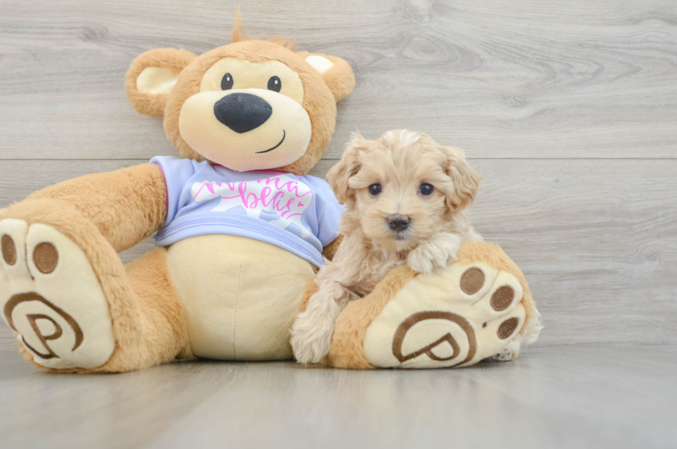 5 week old Maltipoo Puppy For Sale - Pilesgrove Pups