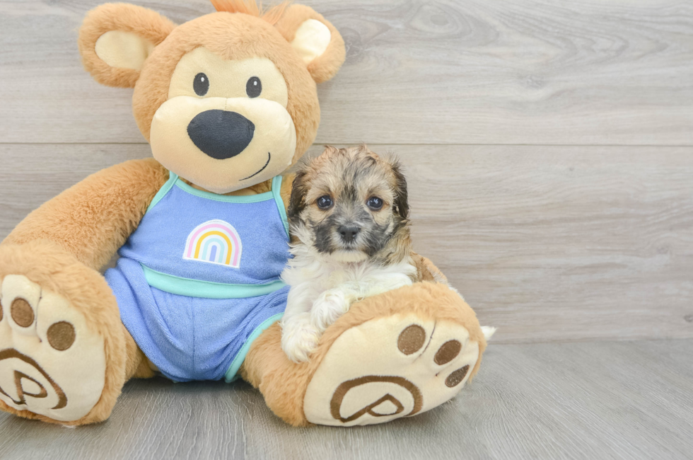 5 week old Maltipoo Puppy For Sale - Pilesgrove Pups