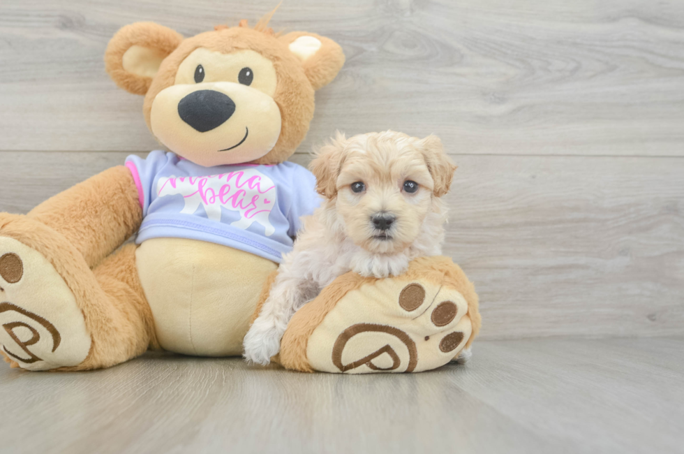 6 week old Maltipoo Puppy For Sale - Pilesgrove Pups
