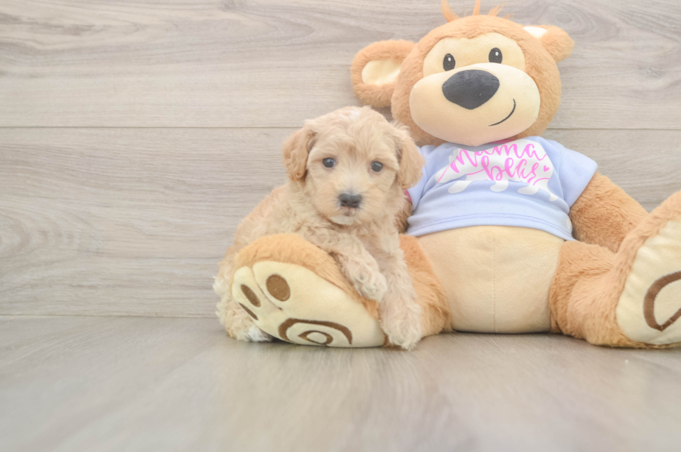 6 week old Maltipoo Puppy For Sale - Pilesgrove Pups