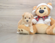 7 week old Maltipoo Puppy For Sale - Pilesgrove Pups