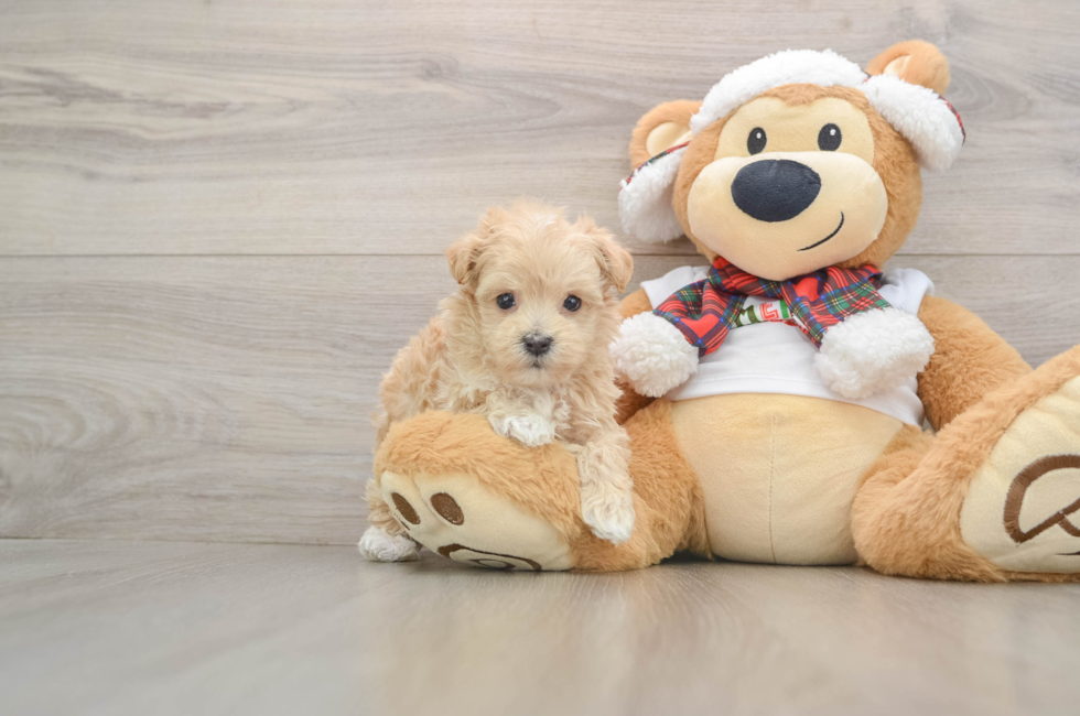 5 week old Maltipoo Puppy For Sale - Pilesgrove Pups