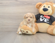 7 week old Maltipoo Puppy For Sale - Pilesgrove Pups
