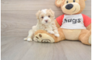 Little Malt a Poo Poodle Mix Puppy