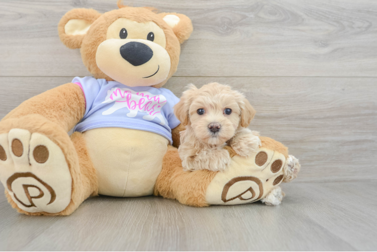 Maltipoo Puppy for Adoption