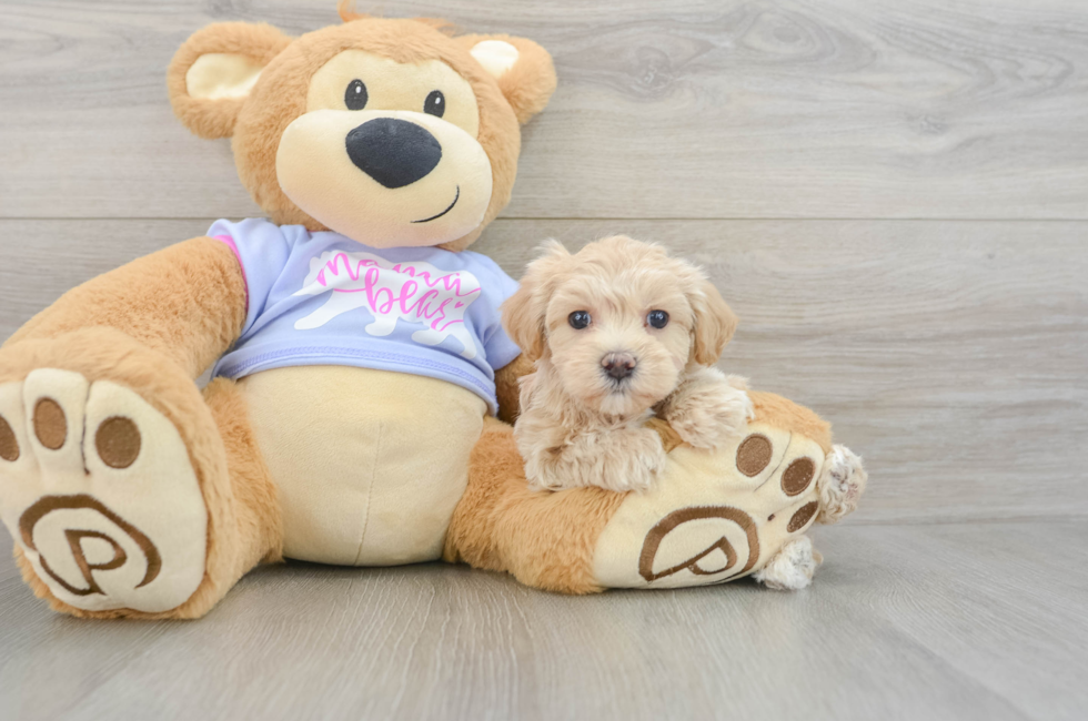 6 week old Maltipoo Puppy For Sale - Pilesgrove Pups