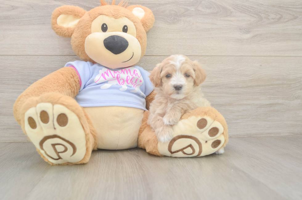 6 week old Maltipoo Puppy For Sale - Pilesgrove Pups