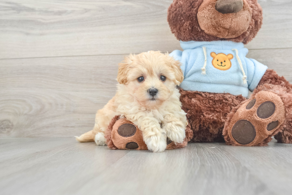 Best Maltipoo Baby