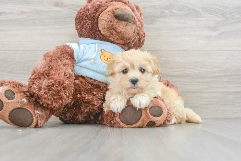 Best Maltipoo Baby