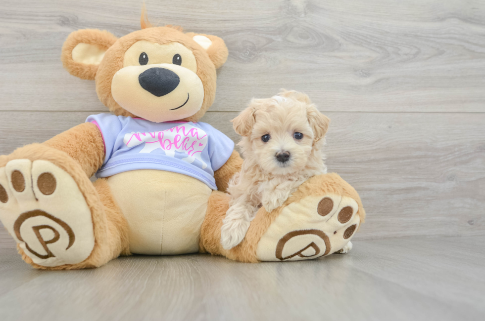 5 week old Maltipoo Puppy For Sale - Pilesgrove Pups