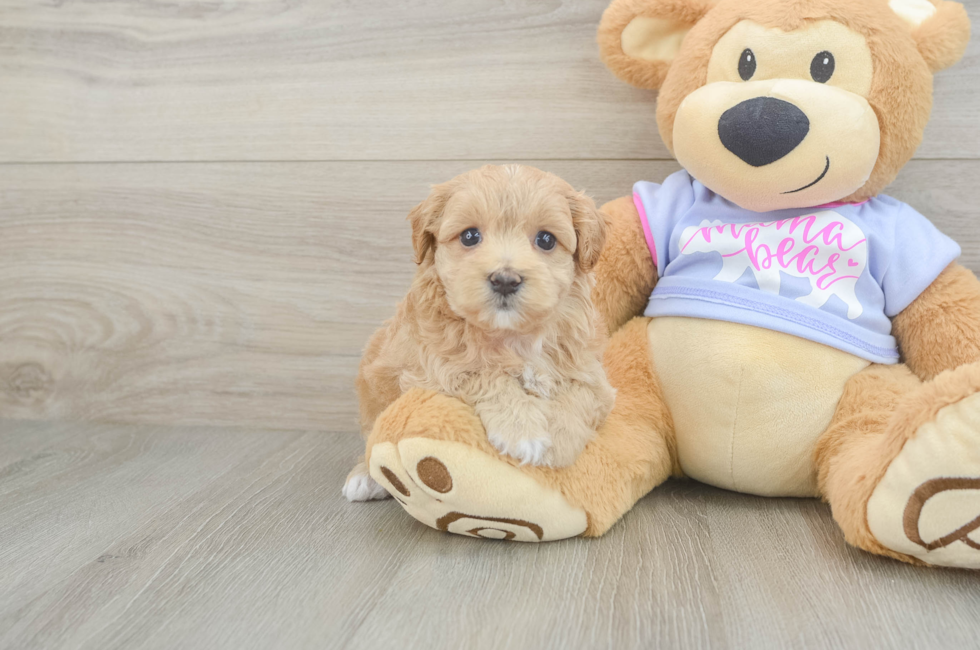 6 week old Maltipoo Puppy For Sale - Pilesgrove Pups