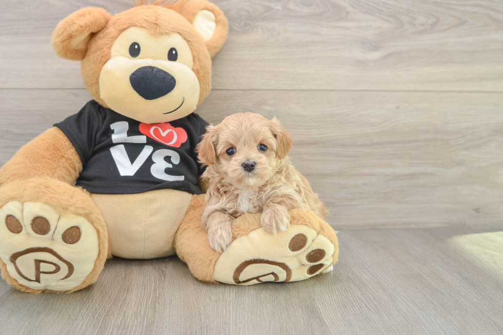Cute Maltipoo Baby