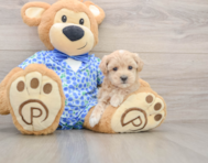 8 week old Maltipoo Puppy For Sale - Pilesgrove Pups