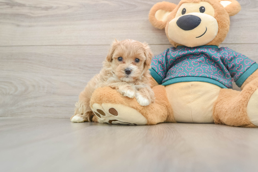 Maltipoo Pup Being Cute