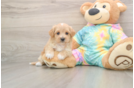 Little Multipoo Poodle Mix Puppy