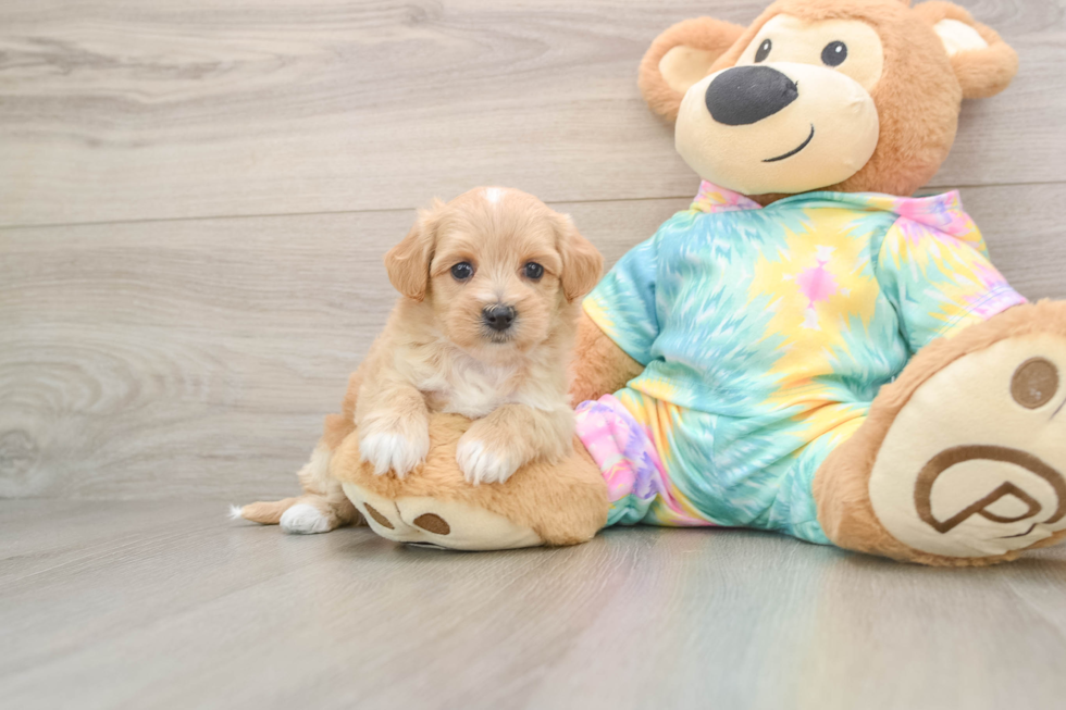 Little Multipoo Poodle Mix Puppy