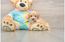 Maltipoo Pup Being Cute