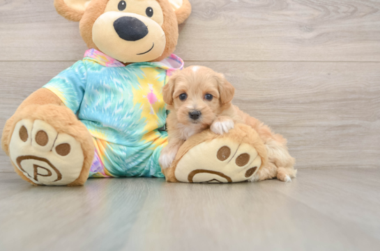 Maltipoo Pup Being Cute