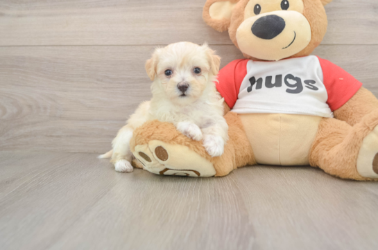 Maltipoo Pup Being Cute