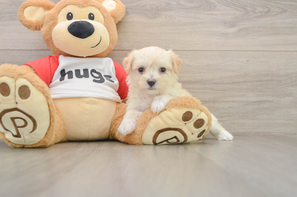 Small Maltipoo Baby
