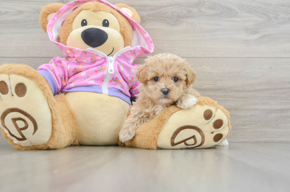 6 week old Maltipoo Puppy For Sale - Pilesgrove Pups