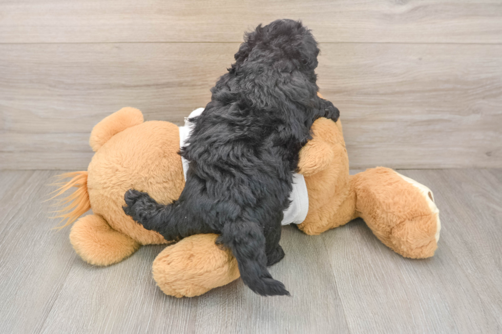 Maltipoo Puppy for Adoption