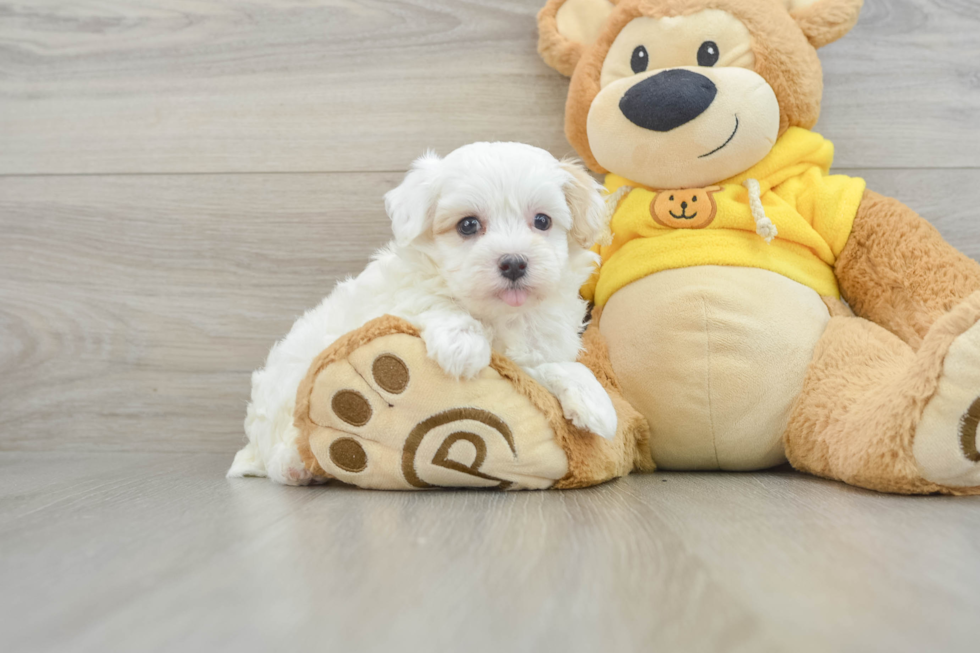 Funny Maltipoo Poodle Mix Pup