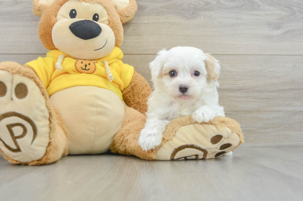 8 week old Maltipoo Puppy For Sale - Pilesgrove Pups