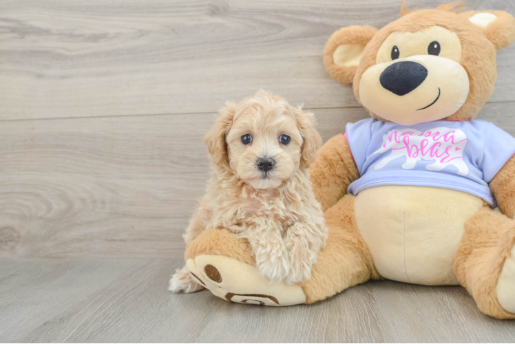 Maltipoo Puppy for Adoption