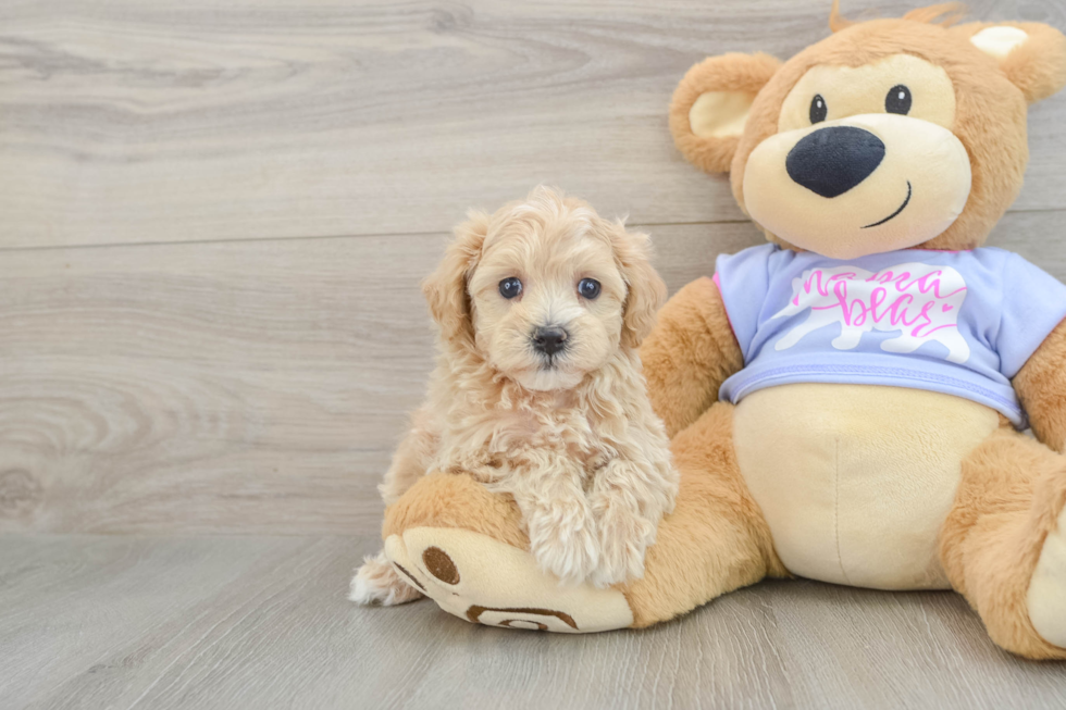 Maltipoo Puppy for Adoption