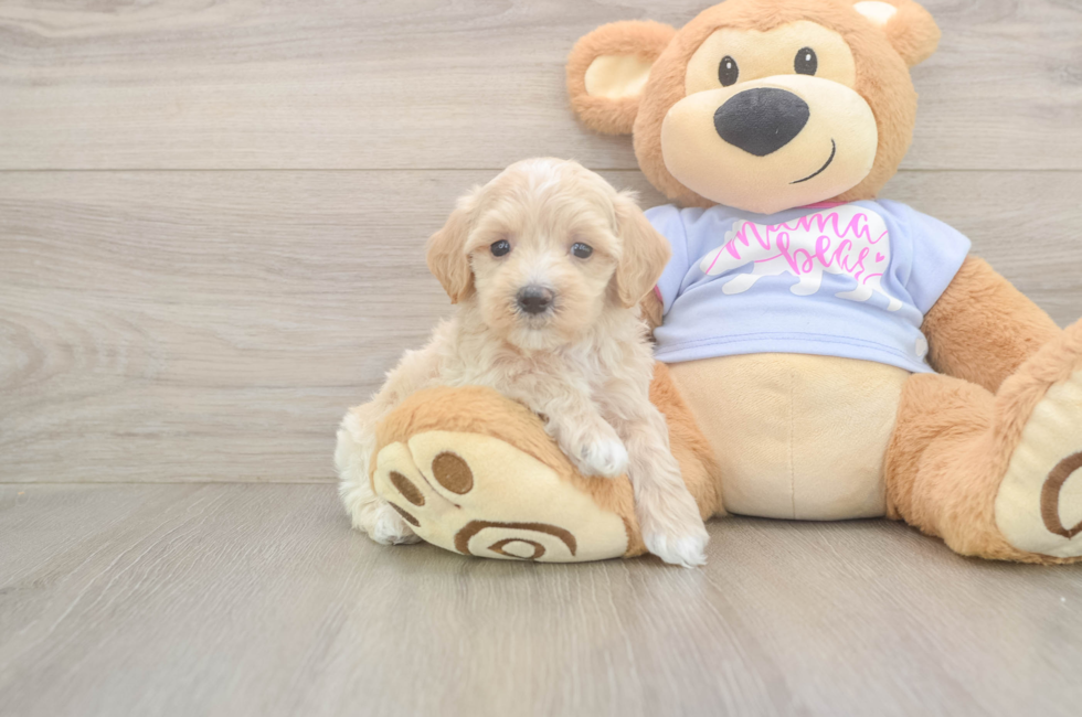 6 week old Maltipoo Puppy For Sale - Pilesgrove Pups