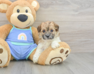 7 week old Maltipoo Puppy For Sale - Pilesgrove Pups