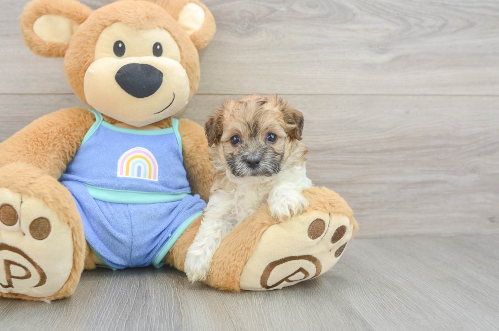5 week old Maltipoo Puppy For Sale - Pilesgrove Pups